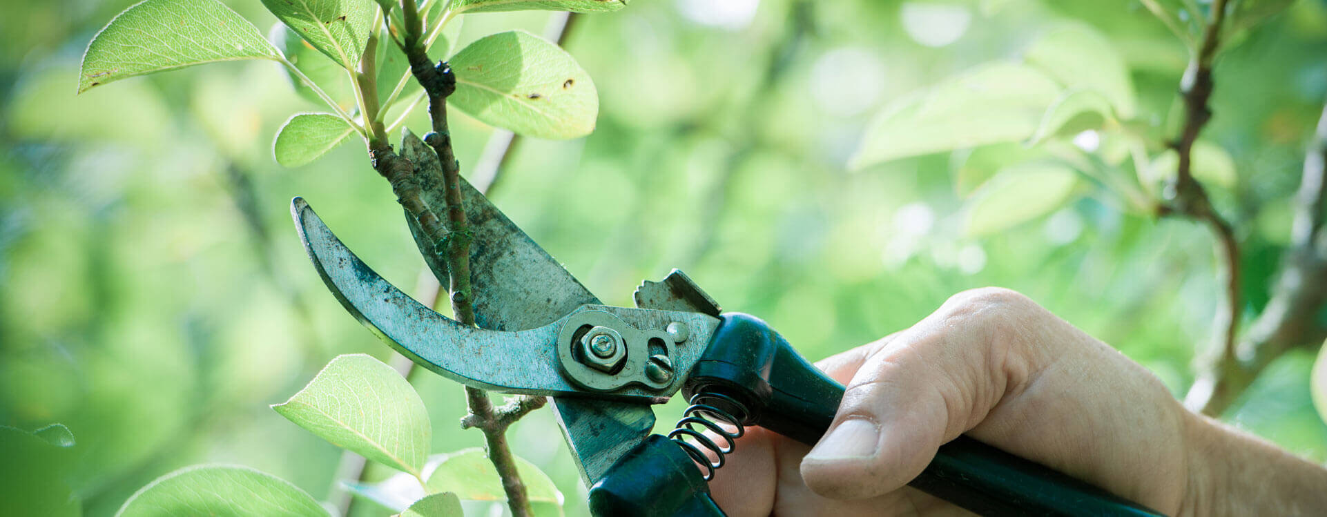 Lawn Services
